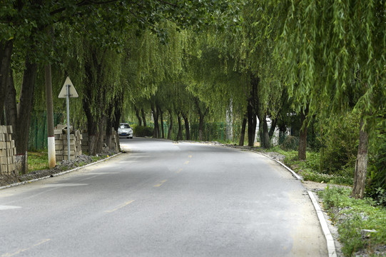 绿化的马路