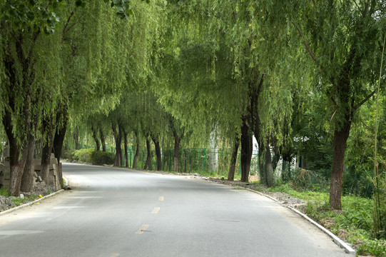 绿化的马路