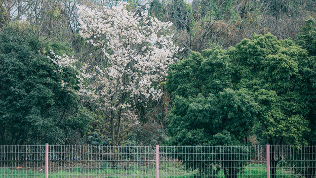 野花