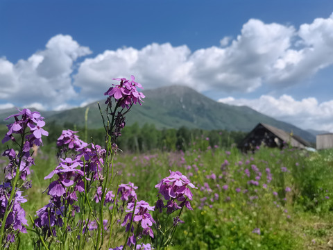 禾木村