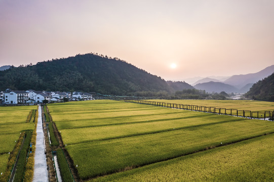 清晨日出美丽乡村稻田