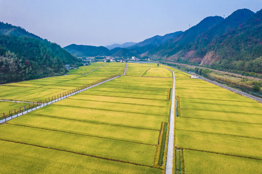 清晨日出美丽乡村稻田