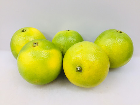 冰糖橙