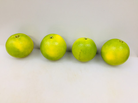 冰糖橙