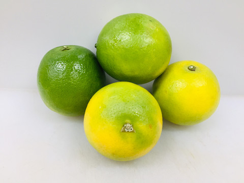 冰糖橙