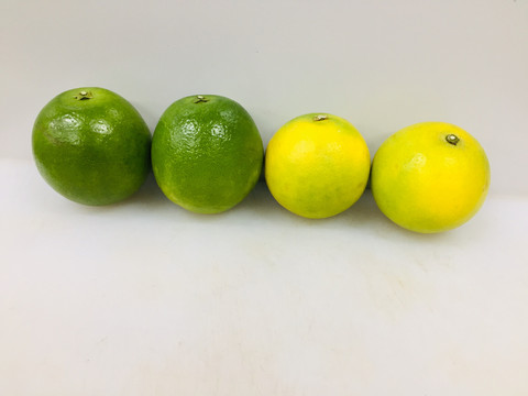 冰糖橙