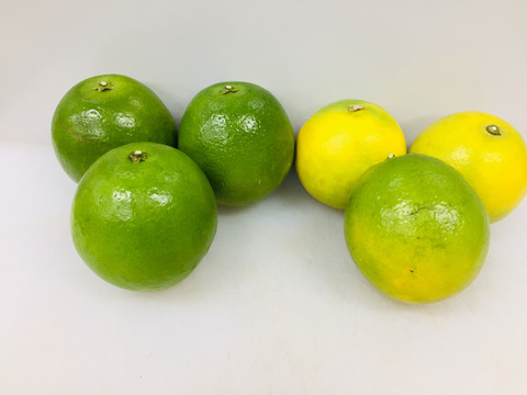 冰糖橙