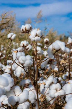 新疆农业长绒棉花
