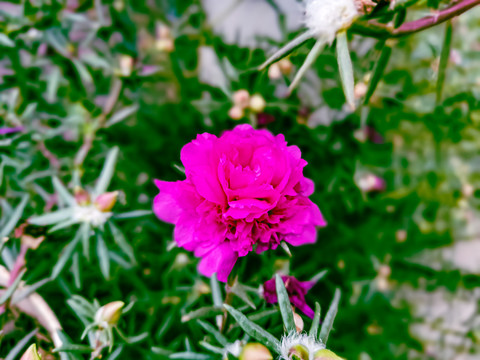 大花马齿苋花