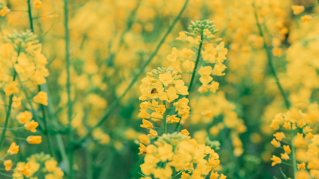 油菜花