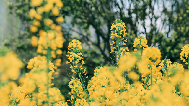 油菜花