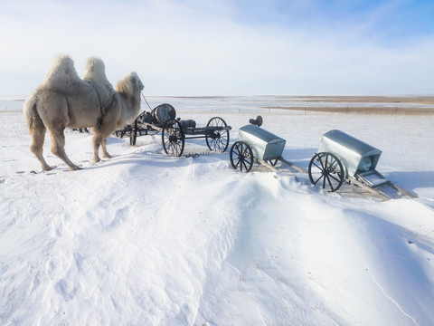 草原冬天骆驼勒勒车
