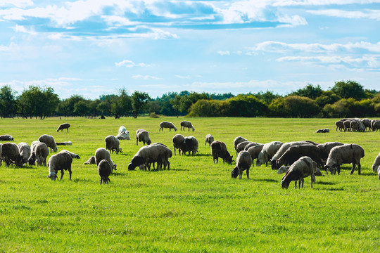 夏天草原羊群吃草