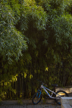 清晨停在阳光竹林下的小自行车