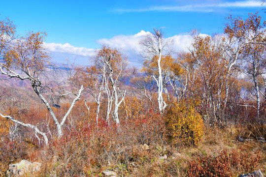 丛林风景