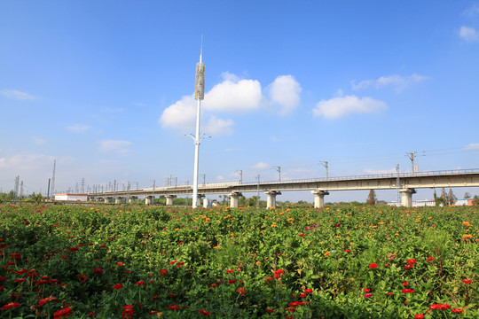 碳汇花海