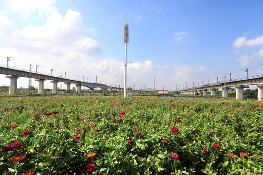 碳汇花海