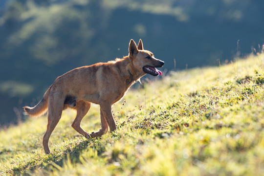 中华田园犬