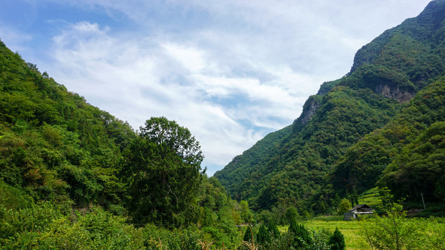 洞宾风光大树