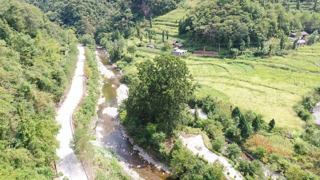 戈边河大树公路