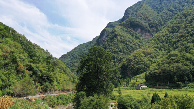 戈边河古树