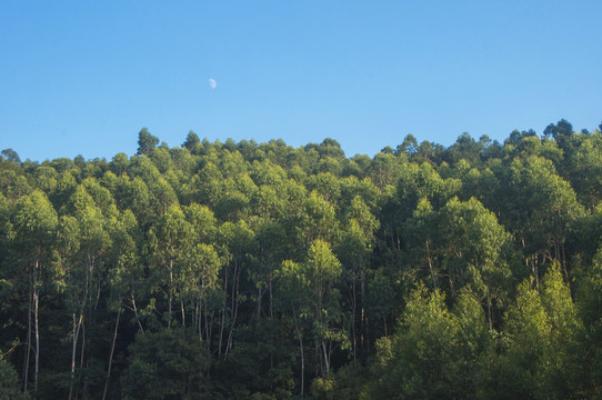 青山森林桉树林