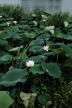 莲花池