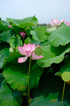 高清荷花素材