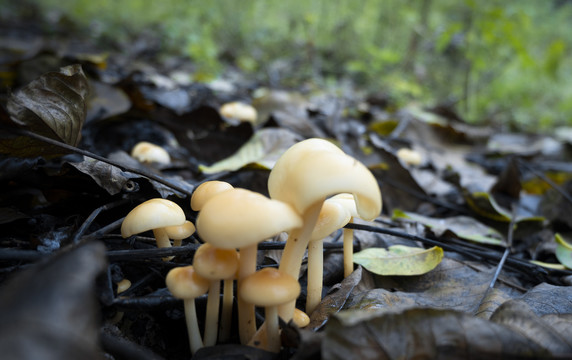 在枯树叶中生长的野蘑菇