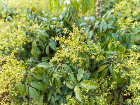 荔枝花