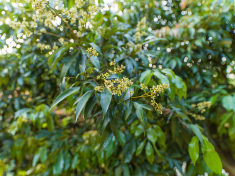 荔枝花