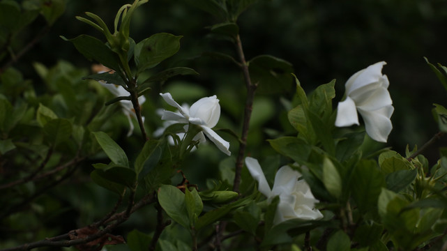 栀子花