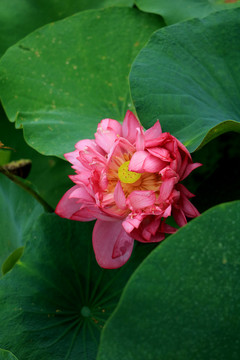荷