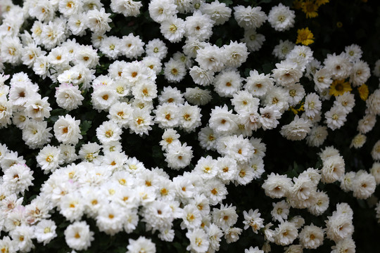 成片的菊花