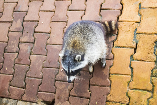 小浣熊