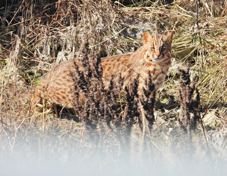 野猫