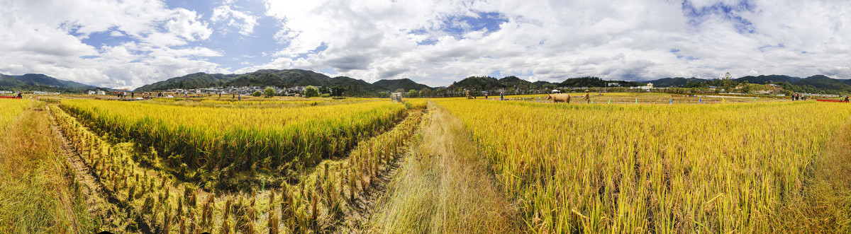 稻田全景