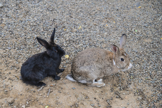 一黑一灰前后的两只兔子