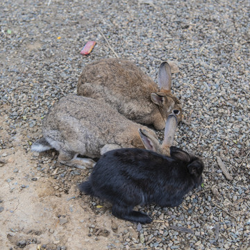 一黑两灰聚集一起的三只兔子