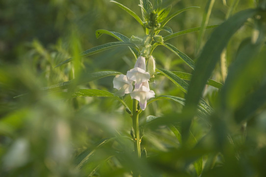 芝麻花影