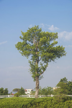 一棵树小叶榕