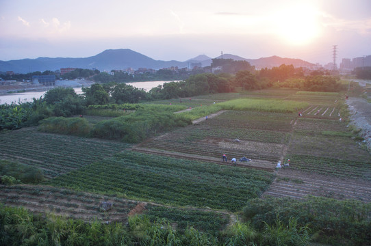 闽南平原土地农田