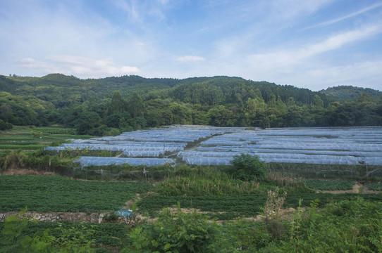 农村田地和大棚葡萄园