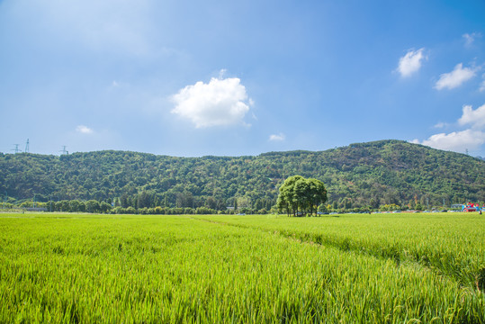 稻田