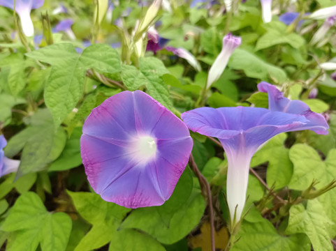 紫喇叭花