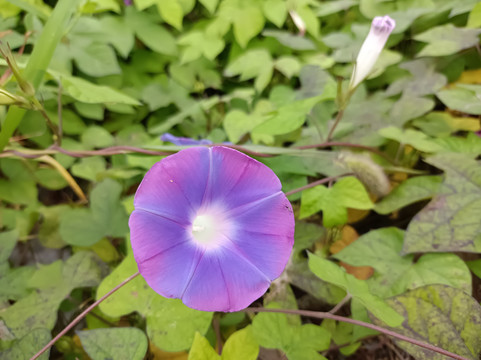 紫喇叭花
