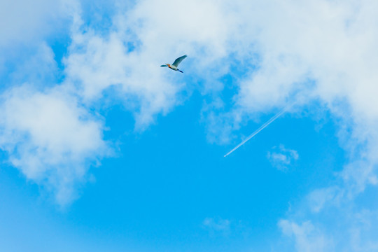 蓝天白云与飞鸟