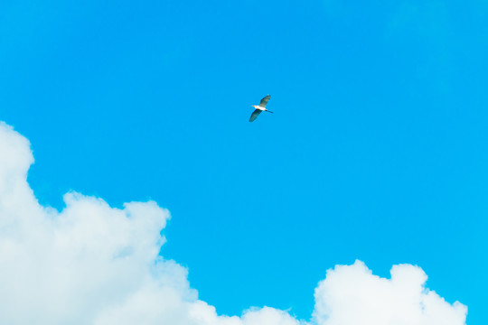 蓝天白云与飞鸟