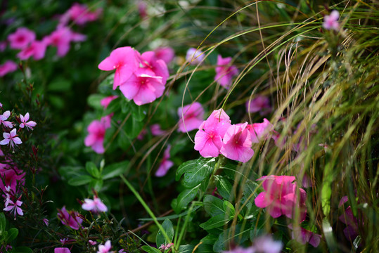 长春花