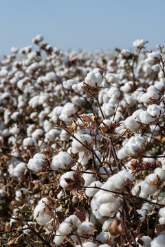新疆棉花丰收